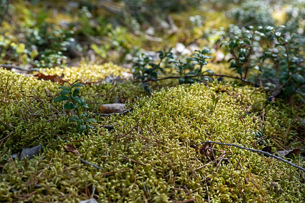 istock Close Up of Mossy Forest Floor in Natural Setting 2219295393