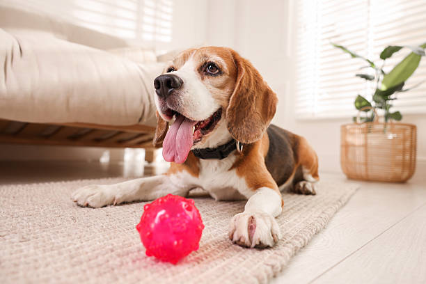 istock Cute dog playing with toy at home. Adorable pet 2219296401