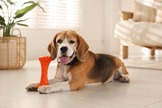 istock Cute dog playing with toy at home. Adorable pet 2219296421