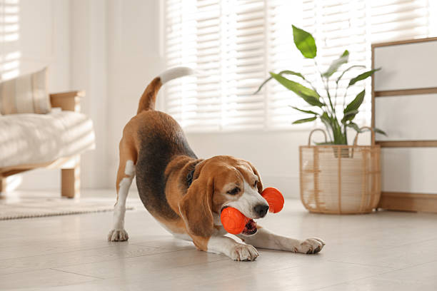 istock Cute dog playing with toy at home. Adorable pet 2219296442