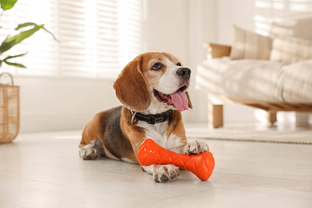 istock Cute dog playing with toy at home. Adorable pet 2219296499