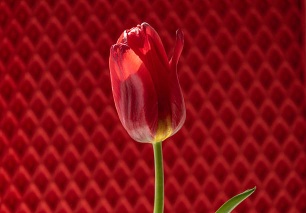 Red blooming tulip on a red background