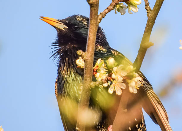 Sturnus vulgaris sits on a flowering branch