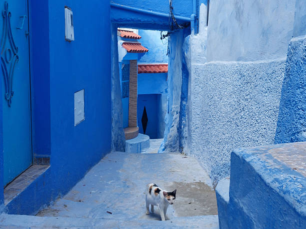 istock Painted blue streets, steps, doors, houses of Chefchaouen, Morocco 2219297922