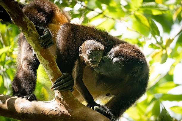 istock Mother monkey with baby on a tree branch. 2219298358