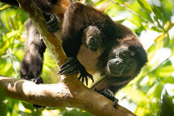 istock Mother howler monkey with baby on a tree. 2219298376