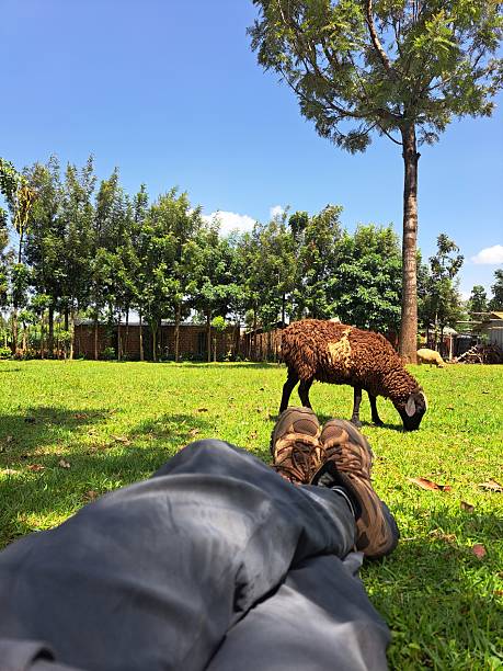 A young woman sitting outdoors on the grass looking at sheep