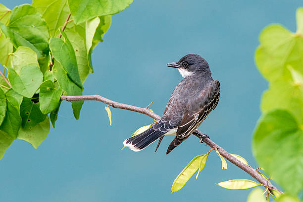 istock Eastern Kingbird Perching on Small Branch 2219300995