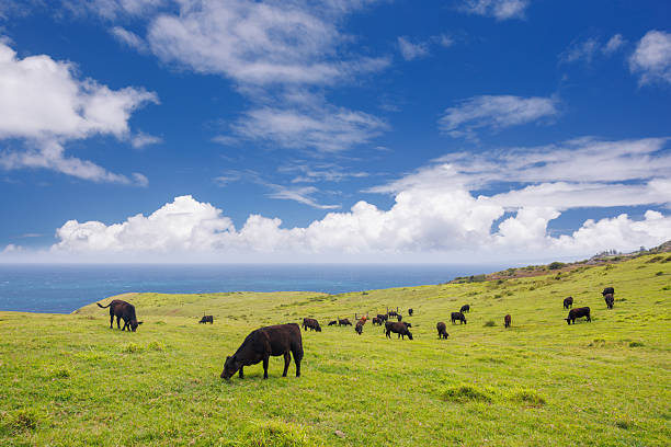 istock Cows grazing in a vibrant green meadow 2219302048