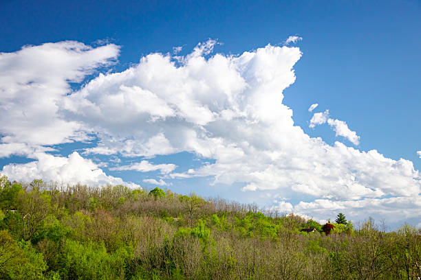 Spring landscape with trees, fields and fresh greenery