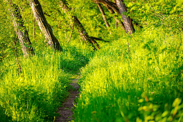 The footpath trail is going among deciduous trees, lush forest on a sunny day. Small woodland path, road trough fresh spring vegetation