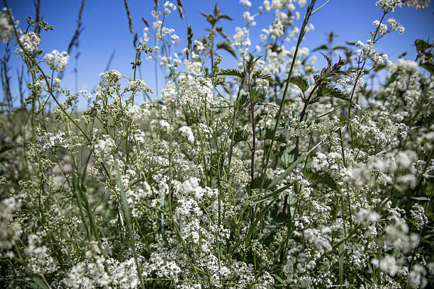 Countryside landscape with wildflowers growing on the side of the road.