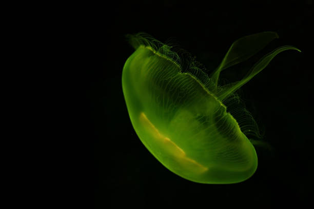 Medusozoa animal swimming