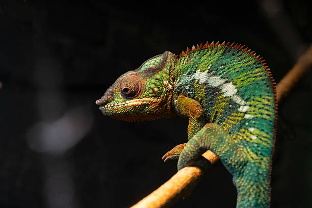istock A colorful chameleon in a terrarium 2219303398