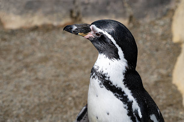 South American, Pacific bird.
