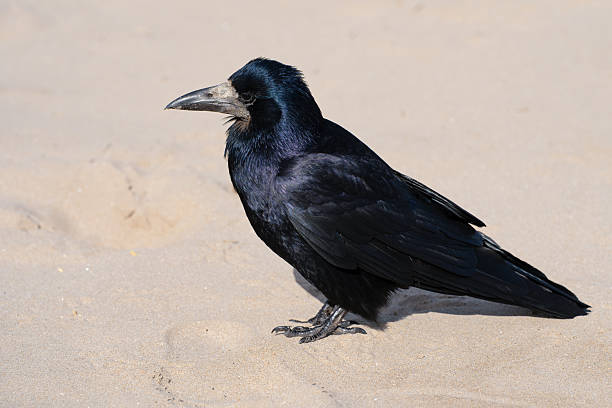 istock Close-up of a rook bird 2219303413