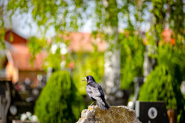 Crow looking for food at graveyard. Raven stand on a gravestone in cemetery