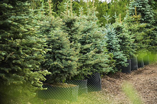 istock Lush spruce trees in nursery for sale 2219304573
