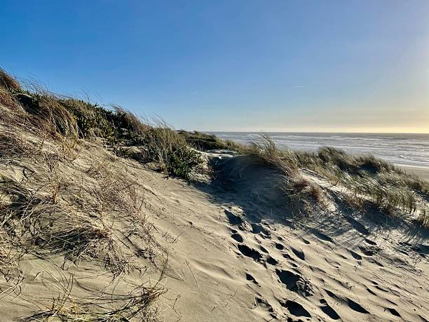 istock Serene coastal landscape with sand dunes and grasses. 2219305734