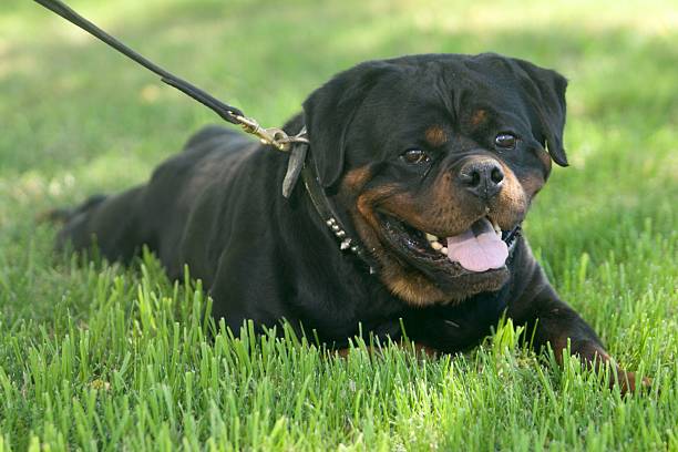Rottweiler dog is relaxing