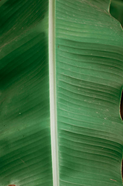istock vertical photo Banana leaf with visible lines and soft texture 2219306567