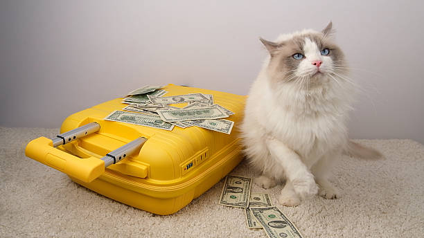 istock White cat traveler with a yellow suitcase and dollar bills. 2219307821