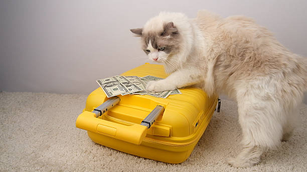 istock White cat traveler with a yellow suitcase and dollar bills. 2219307823