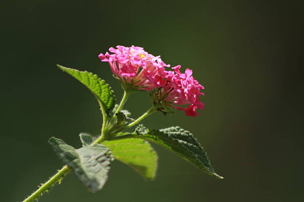 Lantana camara, also known as shrub verbena or lantana