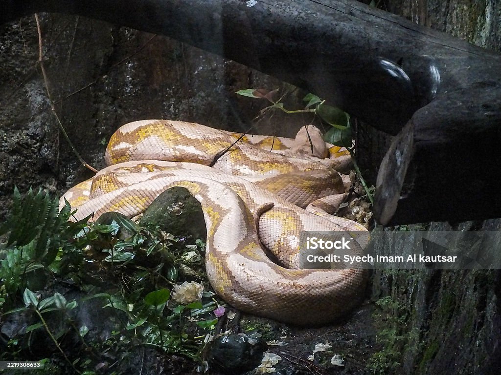 Python Ground A Large Yellowwhite Python Is Coiled On The Ground In A Lush Forestlike ...