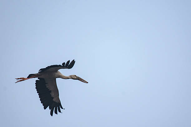 istock Open Bill Stork Bird Flying High Against Blue Sky 2219310292