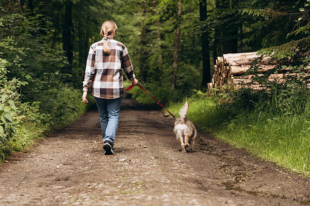 istock Person walking a small dog along a forest path, surrounded by lush greenery and logs, enjoying a peaceful outdoor experience with nature 2219310397