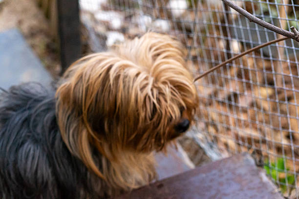 istock Yorkshire terrier with long hair 2219310604