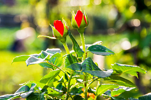 Two striking red rosebuds emerge from lush foliage in a garden, illuminated by warm sunlight, signaling the arrival of spring.