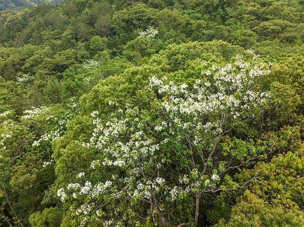 The beautiful blossoming Paulownia flowers is in spring.
