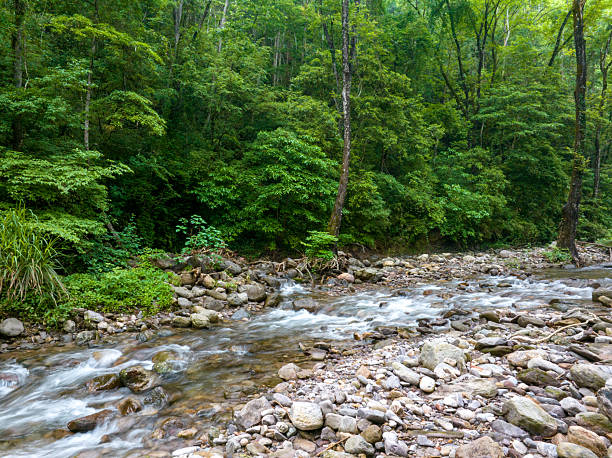 Looking down at a stream with green leaves in the foreground