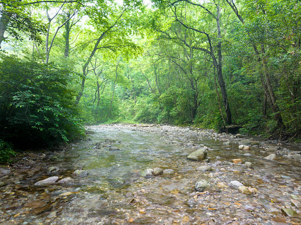 Looking down at a stream with green leaves in the foreground