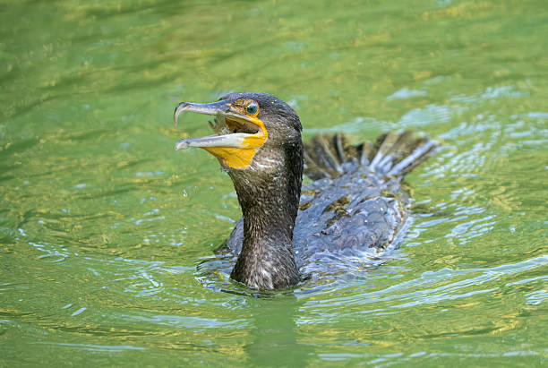 cormorant birds on the water, one bird has a tracker on its back.