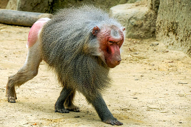 istock Male hamadryas baboon monkey ape close up portrait 2219315590