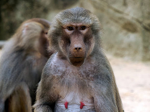 istock Female hamadryas baboon monkey ape close up portrait 2219315596
