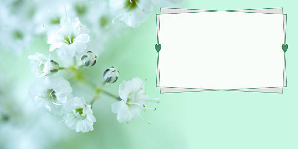 Double-flowered Gypsophila frame  with heart.  / baby's breath