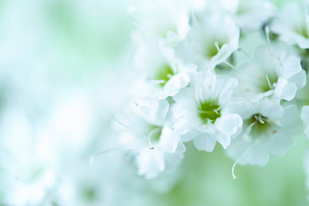 Double-flowered Gypsophila background.  / baby's breath