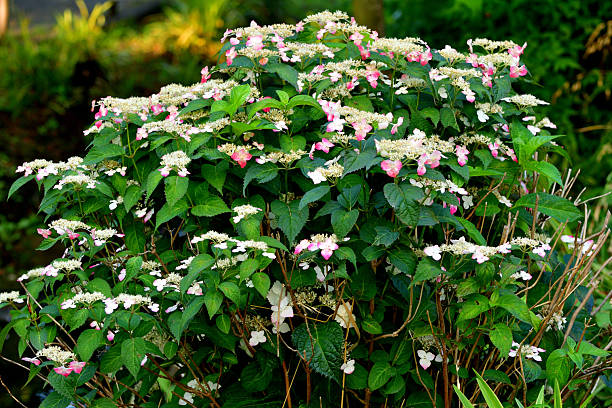 From the Easter season through Mother's Day, hydrangea is one of the most sought-after flowering plants from retail florists and garden centers alike. It's huge, globe-like clusters of blooms impart a regal elegance that is uncommon among potted plants. Unlike other flowering plants, however, the flower color of most hydrangeas can be changed from year-to-year, with a little help from their caregiver. Many gardeners, therefore, consider hydrangea to be the chameleon of the plant world.Hydrangea is a genus in the plant family Hydrangeaceae. The genus contains nearly 75 species of shrubs or small trees, most of which are native to the region of Asia now occupied by Japan, China and Korea. The word, hydrangea, is derived from the Greek hydro meaning \