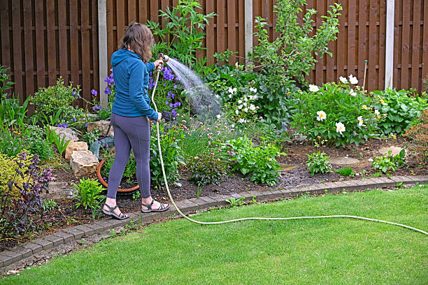 Capturing an attractive lady in contemporary clothing, watering her summer flowerbed.