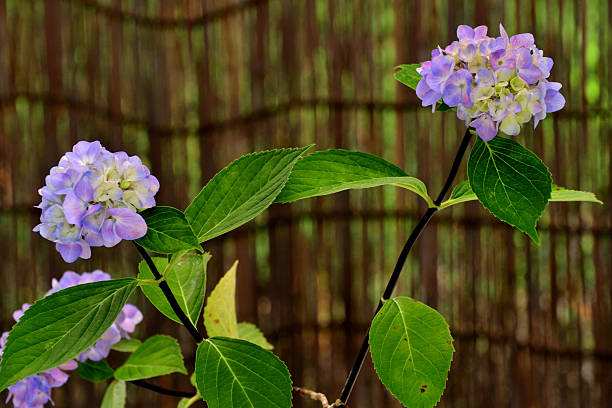 From the Easter season through Mother's Day, hydrangea is one of the most sought-after flowering plants from retail florists and garden centers alike. It's huge, globe-like clusters of blooms impart a regal elegance that is uncommon among potted plants. Unlike other flowering plants, however, the flower color of most hydrangeas can be changed from year-to-year, with a little help from their caregiver. Many gardeners, therefore, consider hydrangea to be the chameleon of the plant world.Hydrangea is a genus in the plant family Hydrangeaceae. The genus contains nearly 75 species of shrubs or small trees, most of which are native to the region of Asia now occupied by Japan, China and Korea. The word, hydrangea, is derived from the Greek hydro meaning \