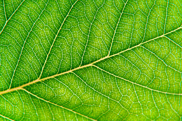 istock Macro Photo of Leaf Texture with Central Vein 2219316335
