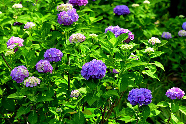 From the Easter season through Mother's Day, hydrangea is one of the most sought-after flowering plants from retail florists and garden centers alike. It's huge, globe-like clusters of blooms impart a regal elegance that is uncommon among potted plants. Unlike other flowering plants, however, the flower color of most hydrangeas can be changed from year-to-year, with a little help from their caregiver. Many gardeners, therefore, consider hydrangea to be the chameleon of the plant world.Hydrangea is a genus in the plant family Hydrangeaceae. The genus contains nearly 75 species of shrubs or small trees, most of which are native to the region of Asia now occupied by Japan, China and Korea. The word, hydrangea, is derived from the Greek hydro meaning \