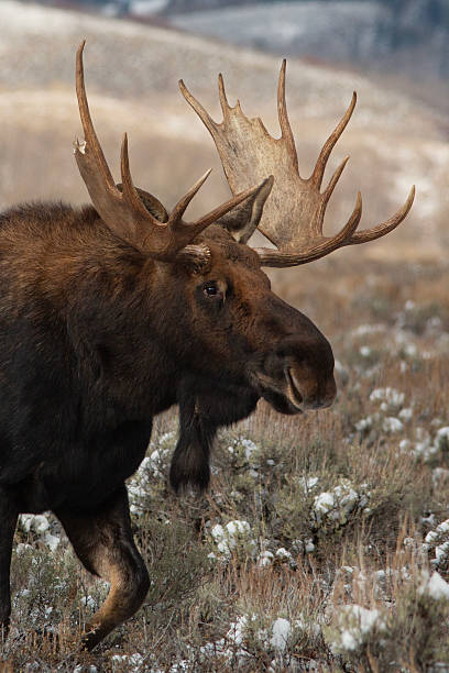 istock Yellowstone National Park/ moose 2219318867