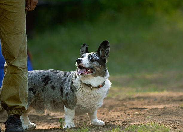 istock Dogs bonding with people 2219318961