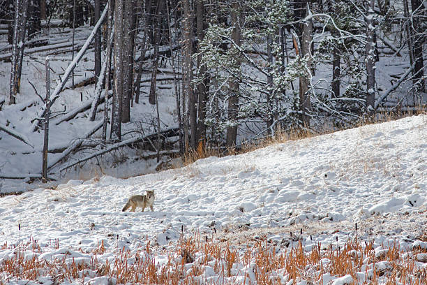 istock Yellowstone National Park / Canis latrans 2219319712