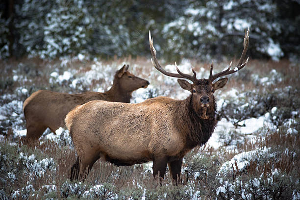 istock Yellowstone National Park/ Elk wapiti 2219319798